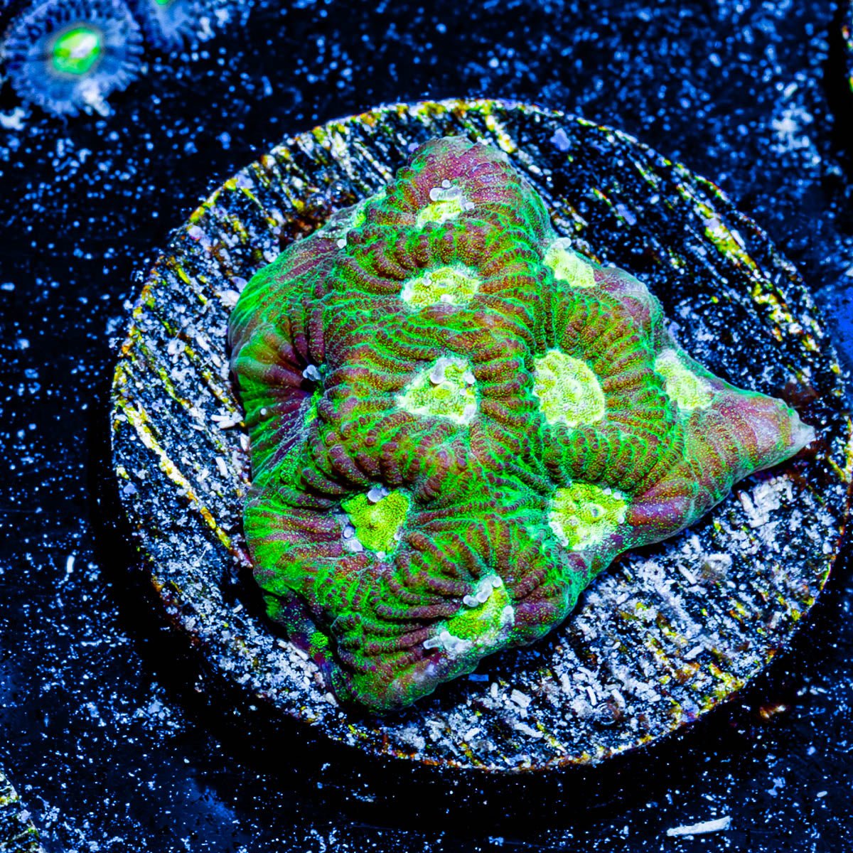 Easter Egg Favia - riptide aquaculture llc