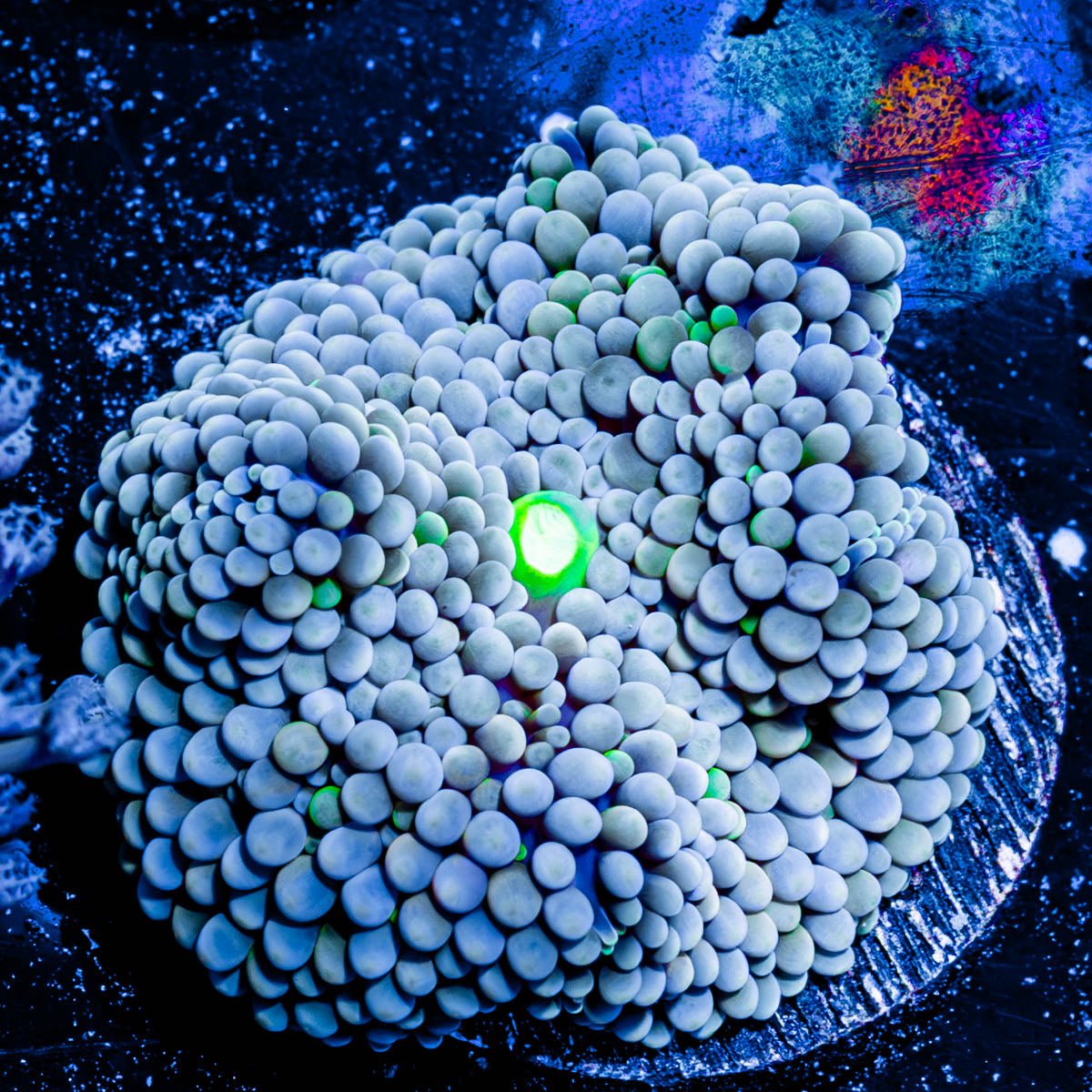 Florida Ricordea Mushroom - riptide aquaculture llc
