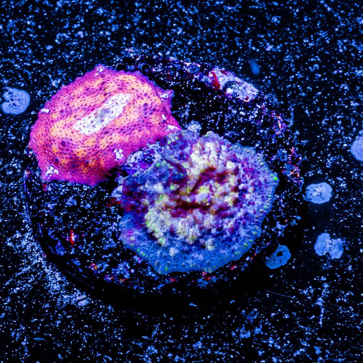 Leopard and Devil Mushroom - riptide aquaculture llc