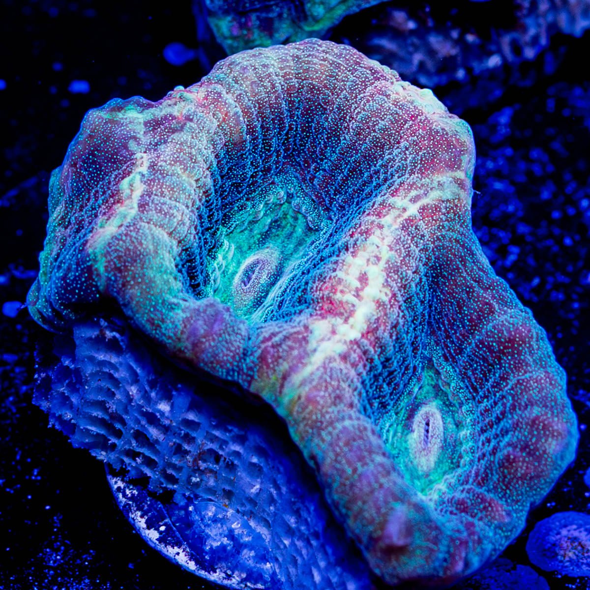 Dragon Slayer Favia - riptide aquaculture llc