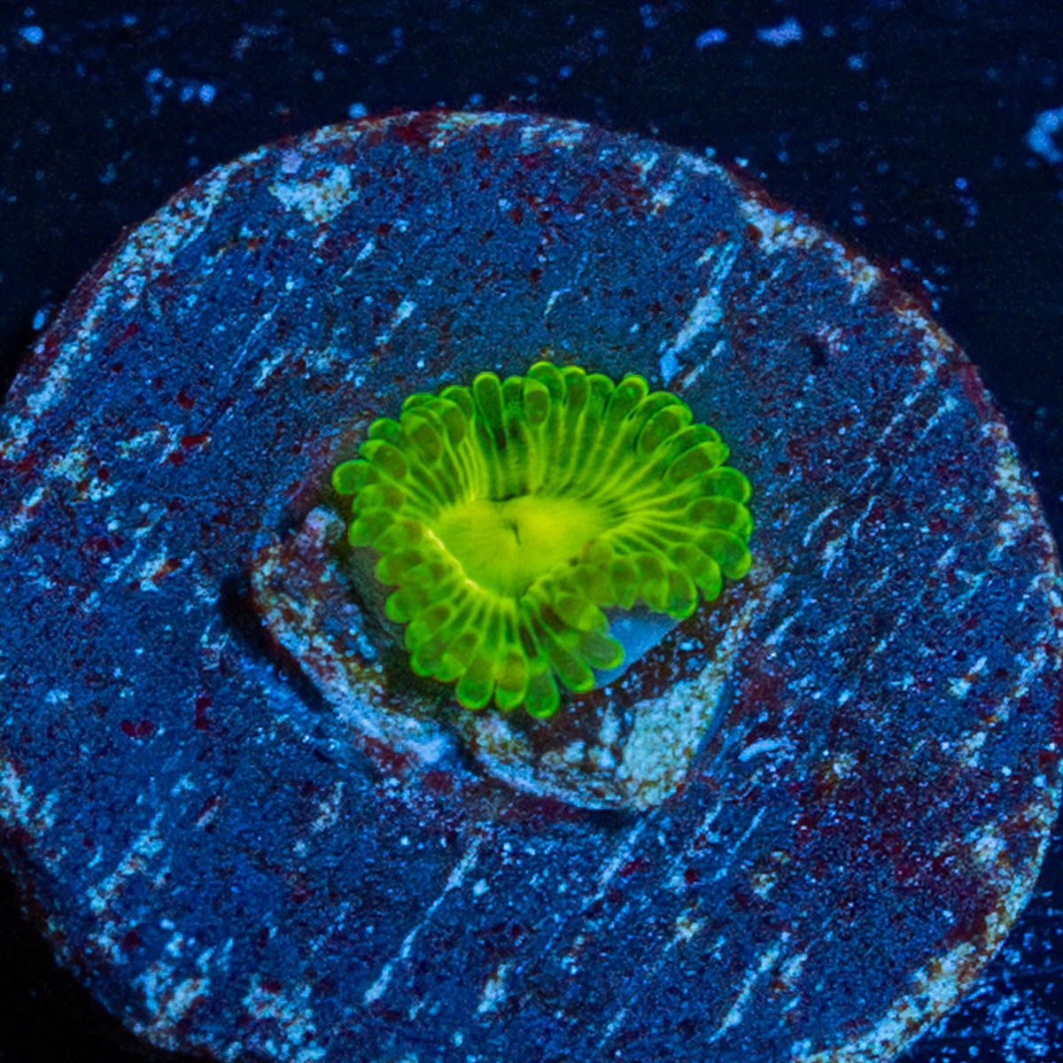 Emerald murals Zoanthid - riptide aquaculture llc