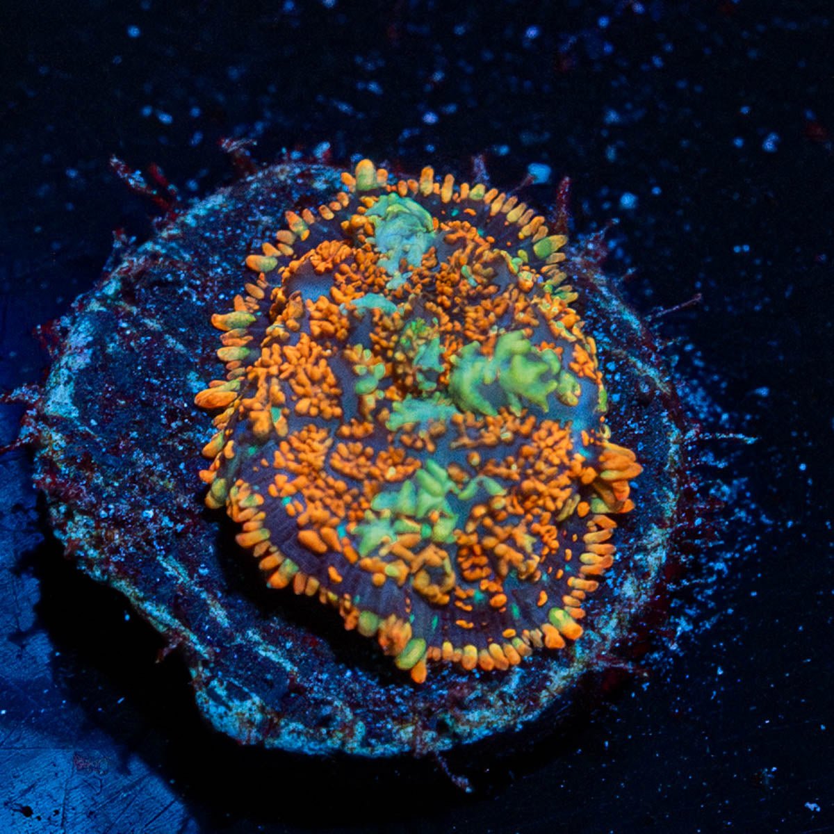Charizard Mushroom - riptide aquaculture llc