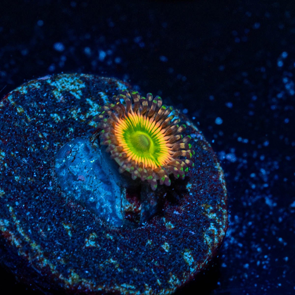 Peach Tea Zoanthid - riptide aquaculture llc