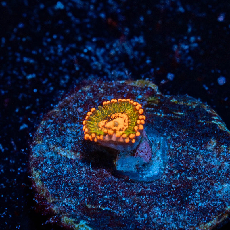Ass Crack Zoanthid
