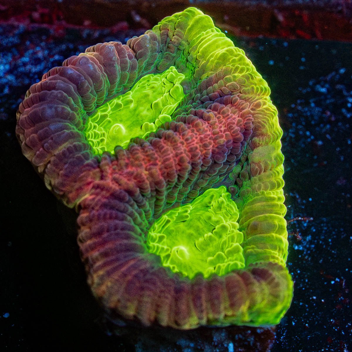 Dragon Soul Favia - riptide aquaculture llc