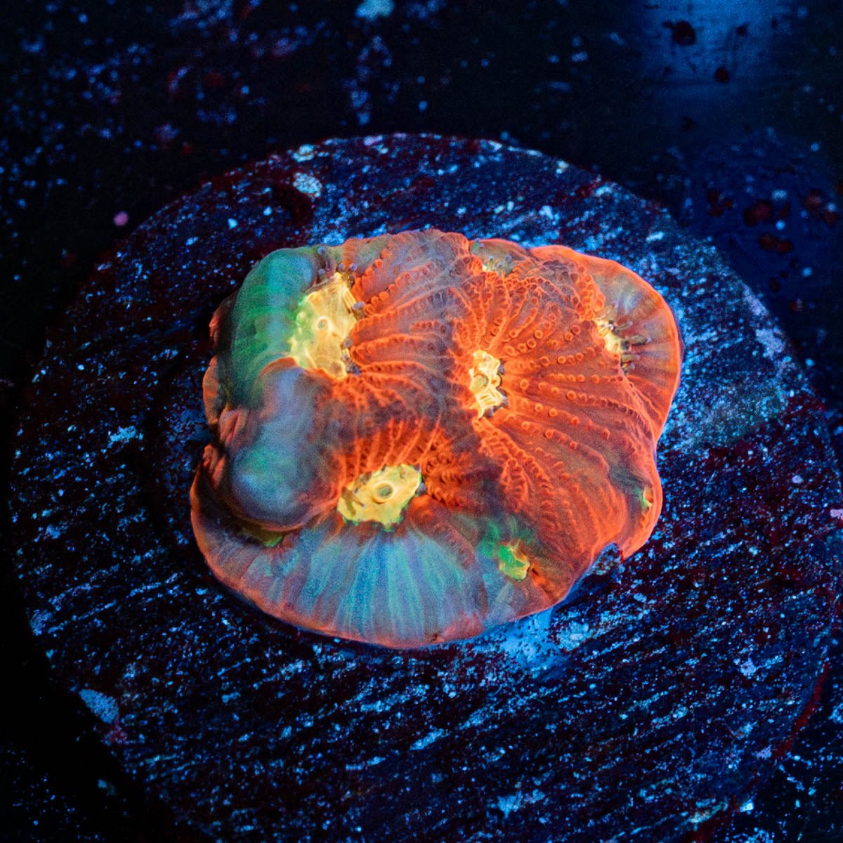 Toro Bravo Favia - riptide aquaculture llc