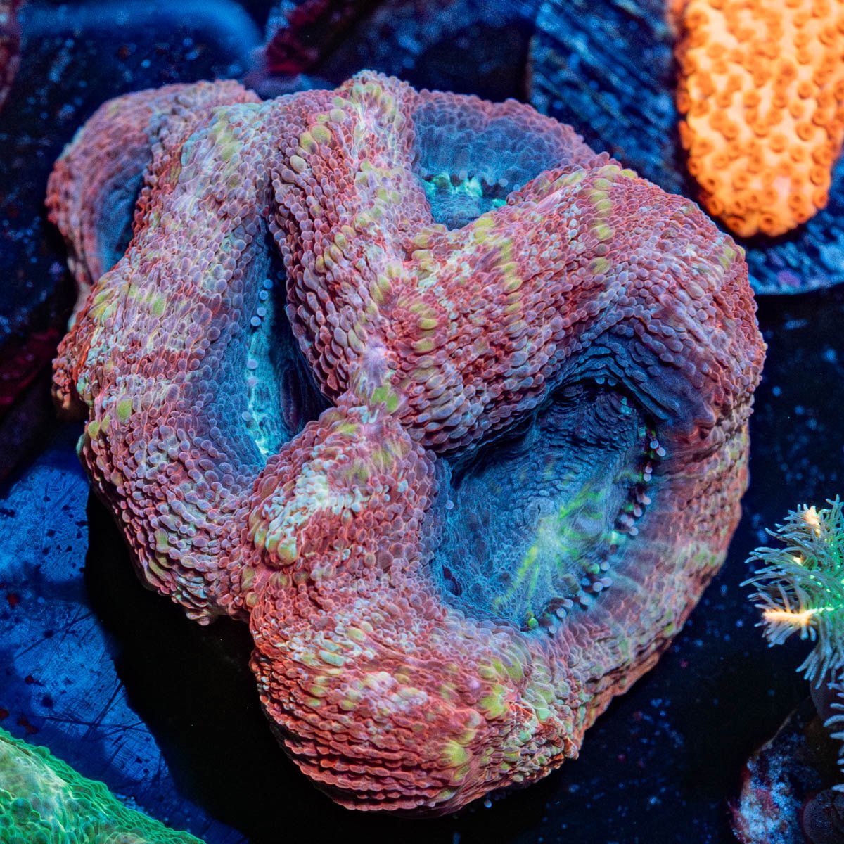 BowerBankie - riptide aquaculture llc