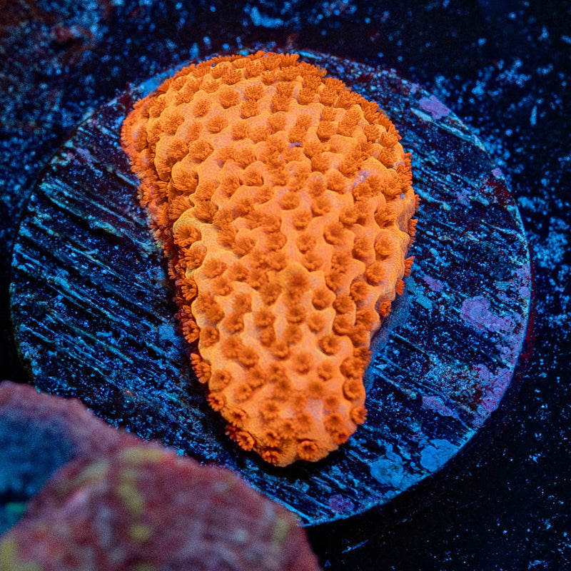 Mega Chrome Montipora