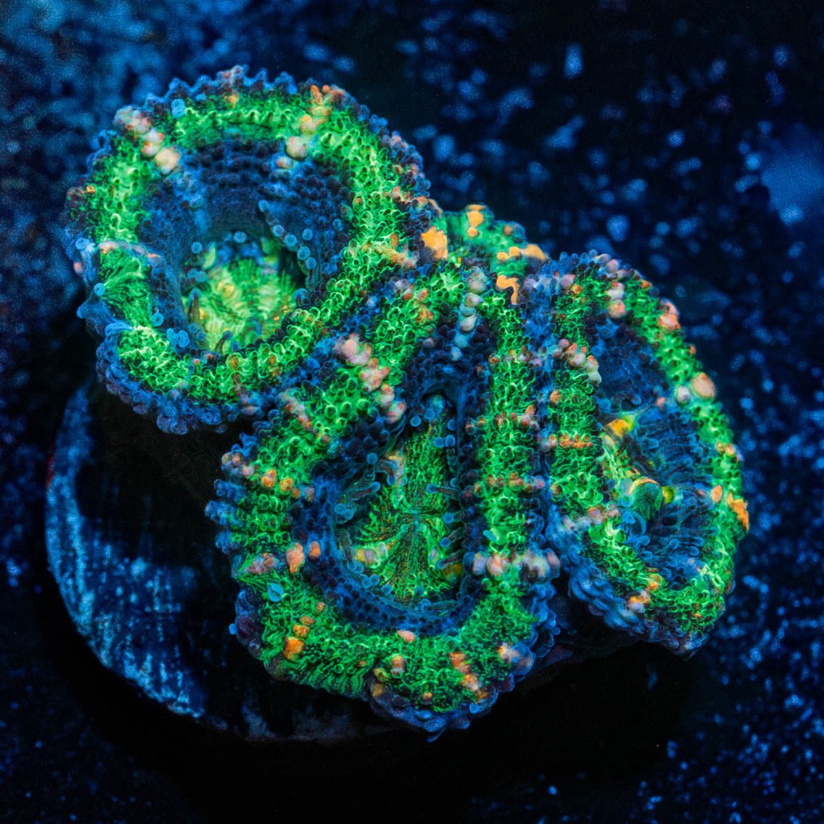 Acan Micromussa - riptide aquaculture llc