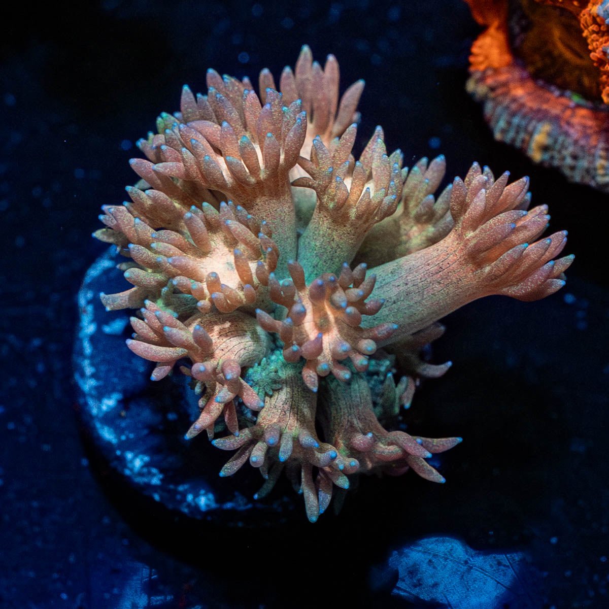 Cotton Candy Goniopora - riptide aquaculture llc