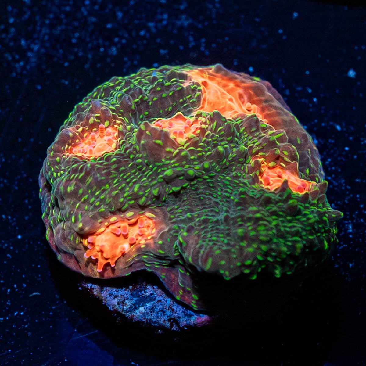 Lizard Skin Chalice - riptide aquaculture llc