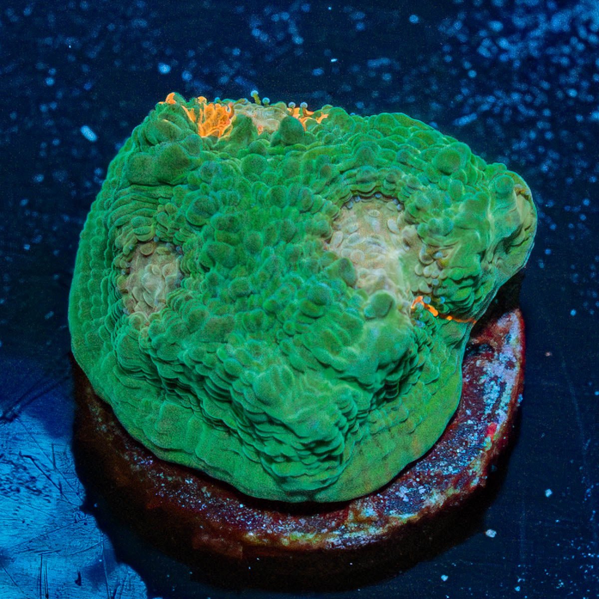 Fl Gators Chalice - riptide aquaculture llc
