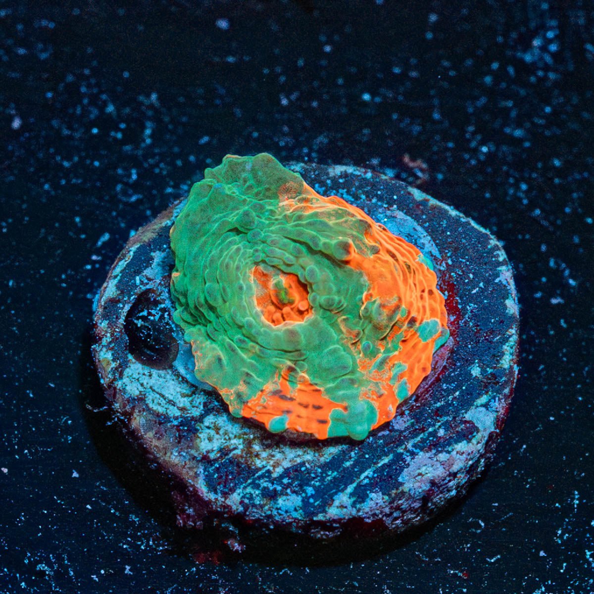 Goku Chalice - riptide aquaculture llc