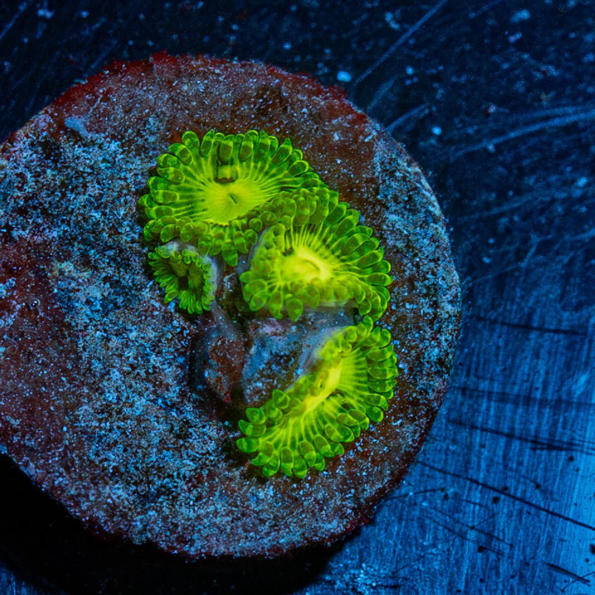 Emerald Maul Zoanthid - riptide aquaculture llc