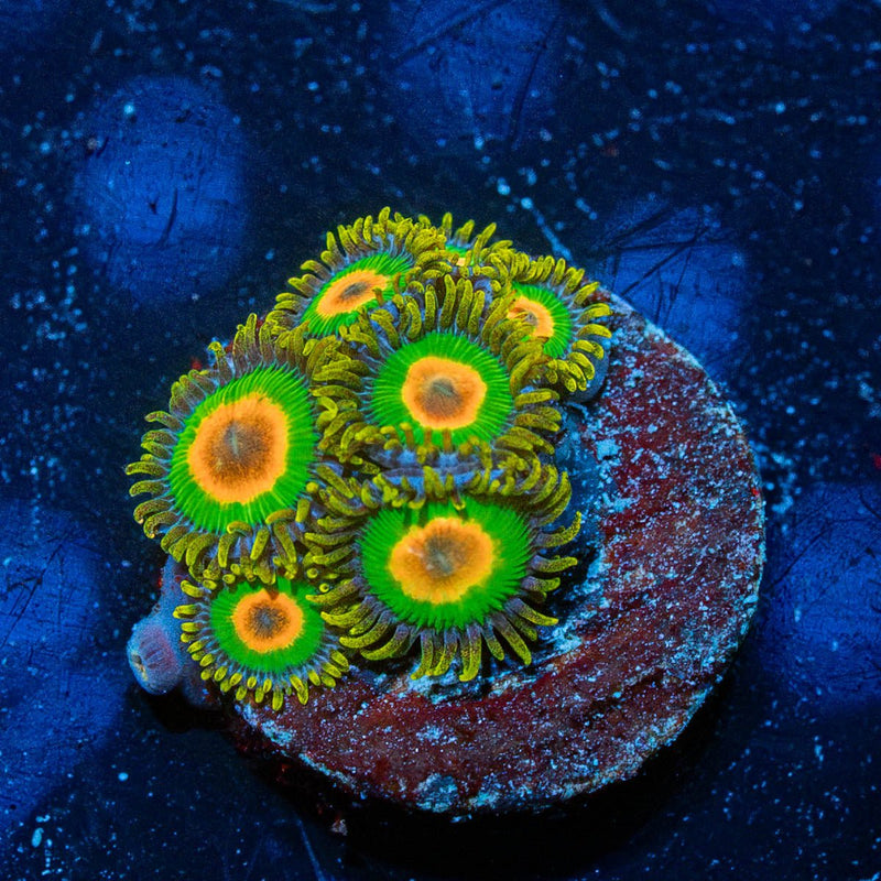 Rasta Zoanthid