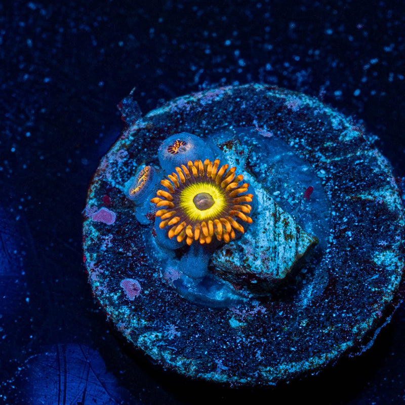Fruit Loop Zoanthids