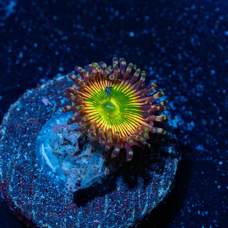 Peach Tea Zoanthid