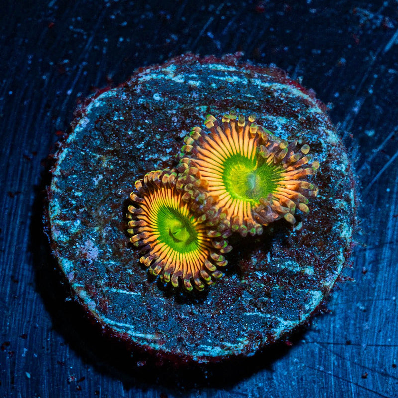 Peach Tea Zoanthid