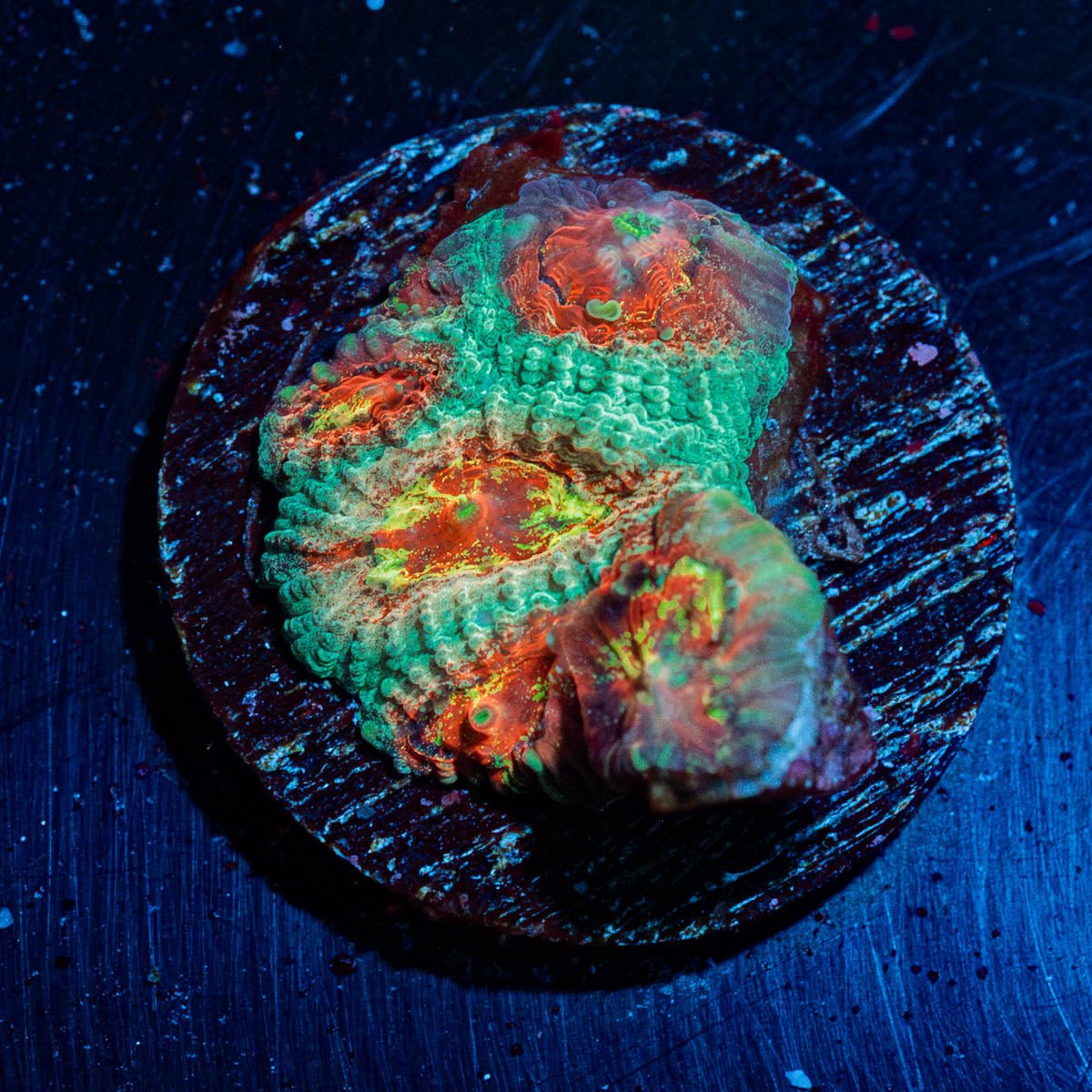 But Fungus Faivia - riptide aquaculture llc