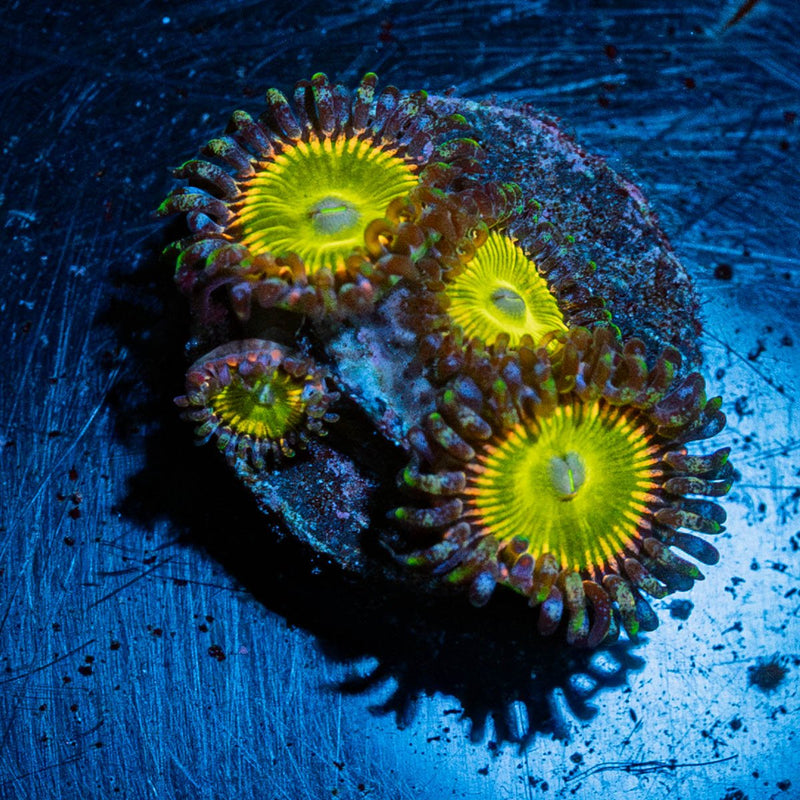 Tinker Bells Zoanthid