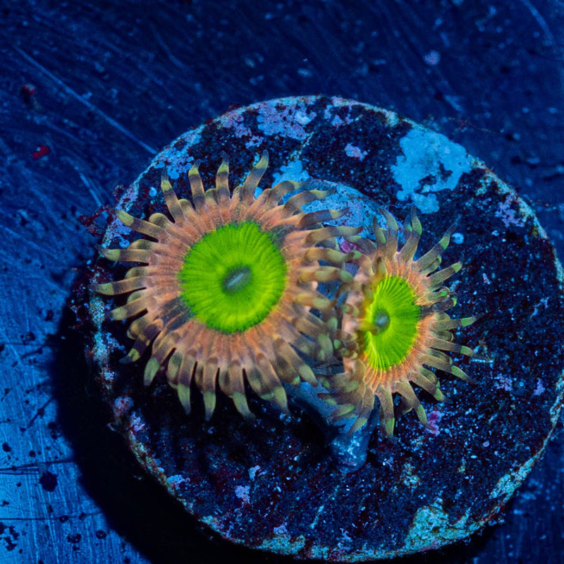 Chuckies Bride Zoanthid