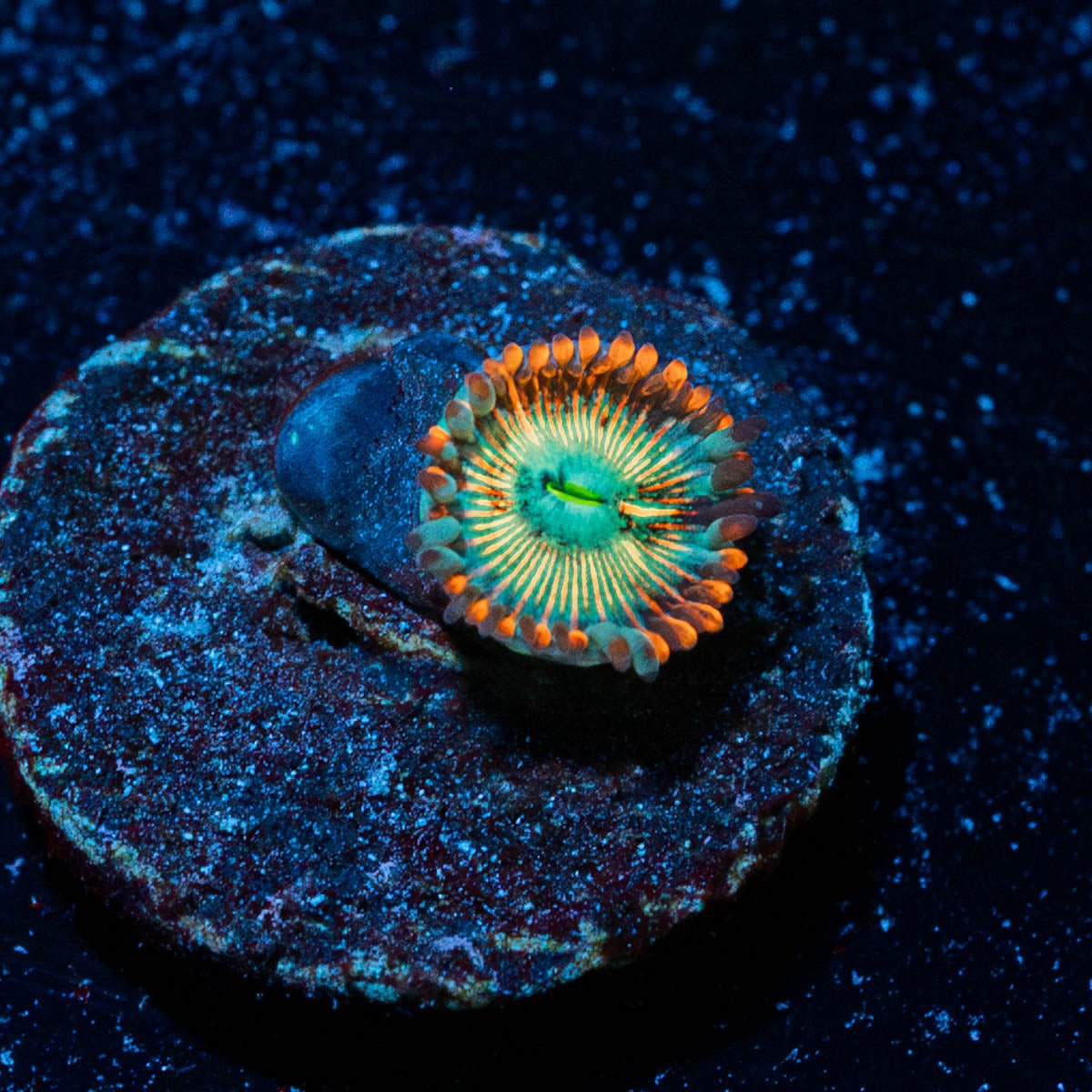 Seduction Zoanthid - riptide aquaculture llc