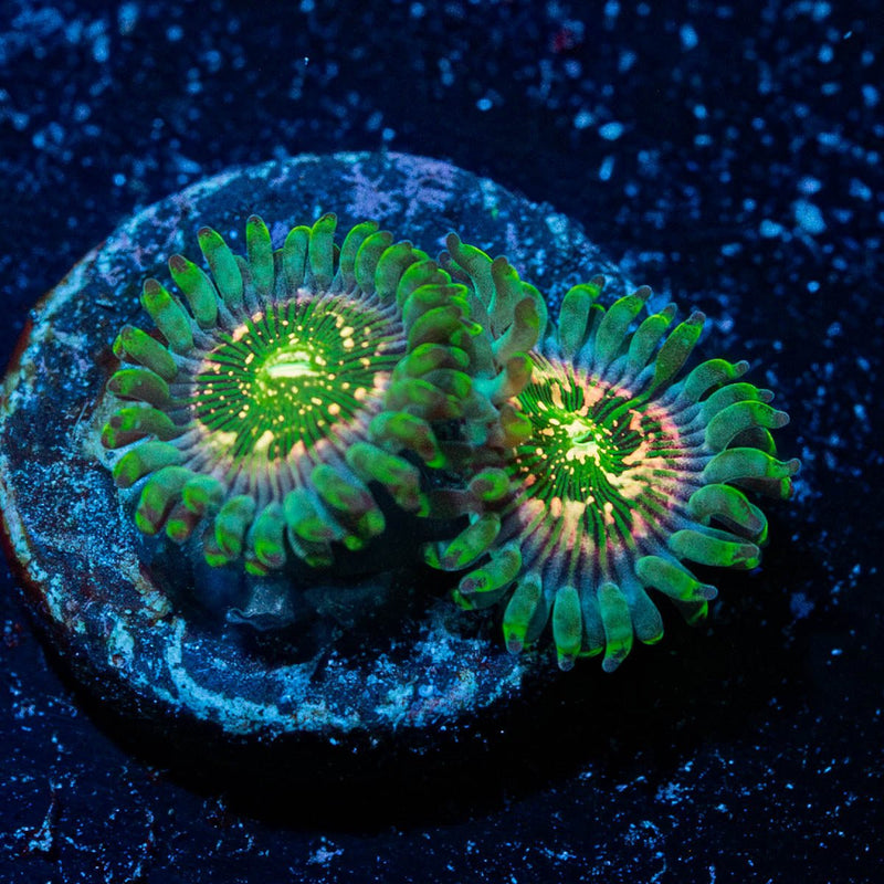 Milky Ways Zoanthid
