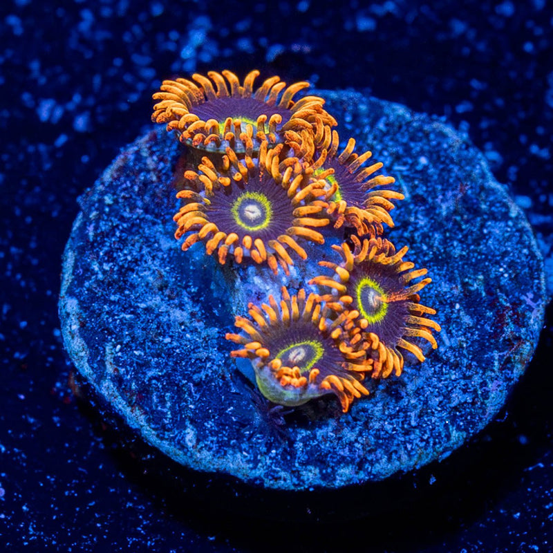 Rainbow Hornet Zoanthid