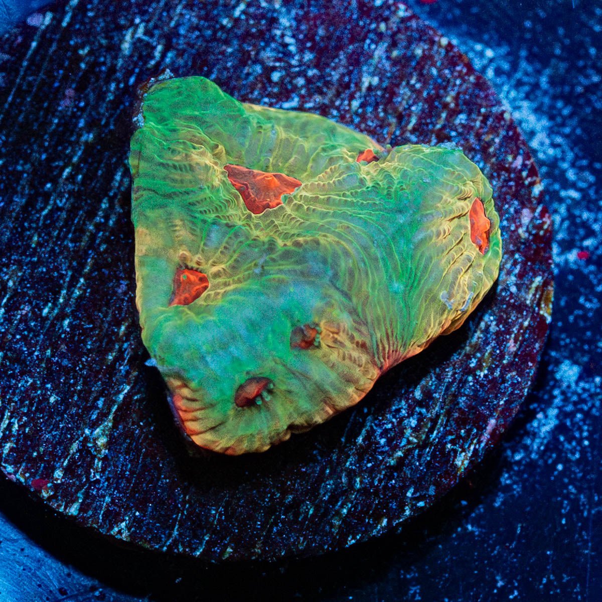Fascination Favites - riptide aquaculture llc