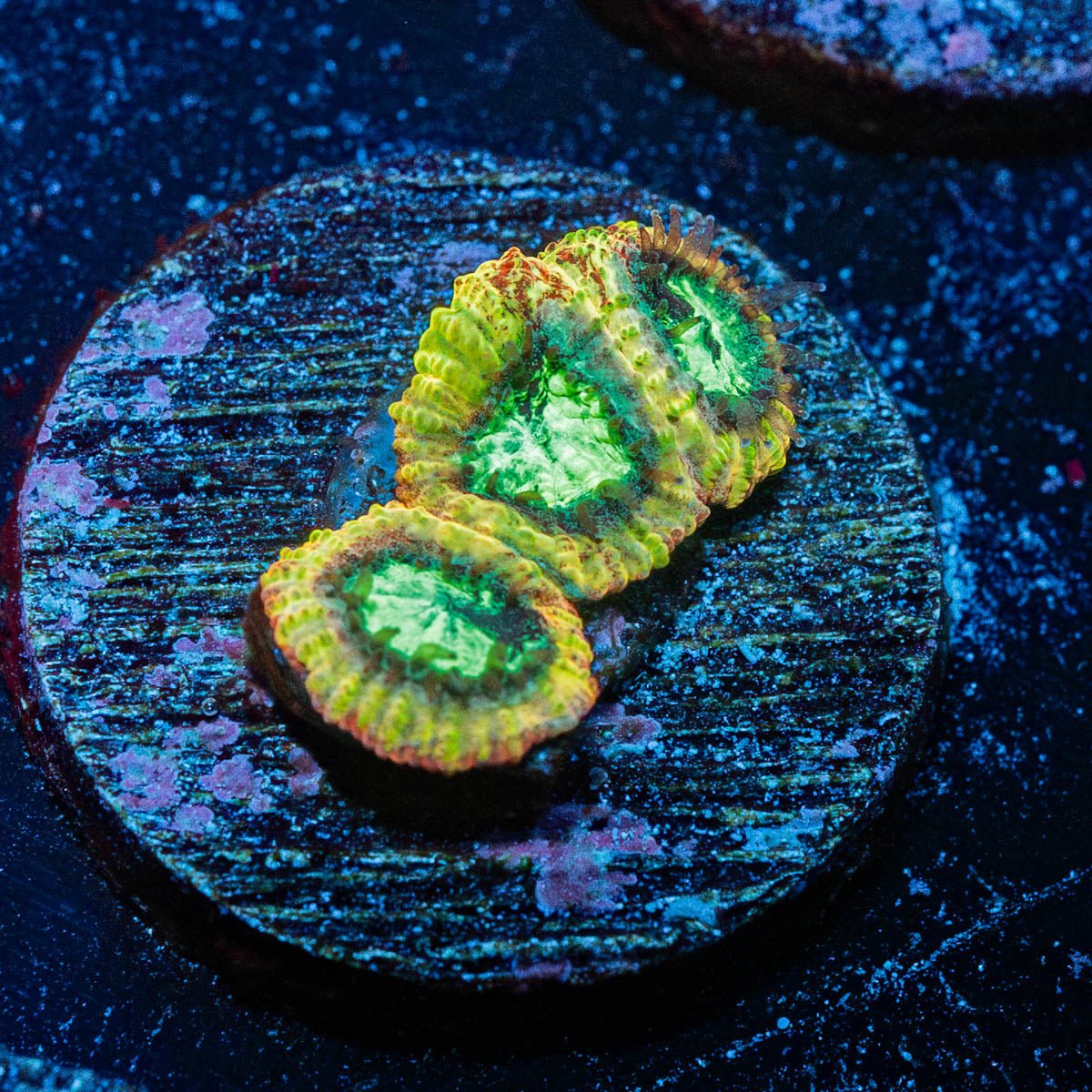 Yellow submarine Favites - riptide aquaculture llc