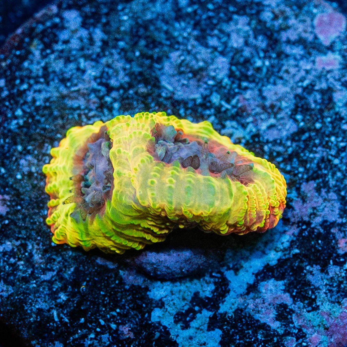 Ultron Favites - riptide aquaculture llc