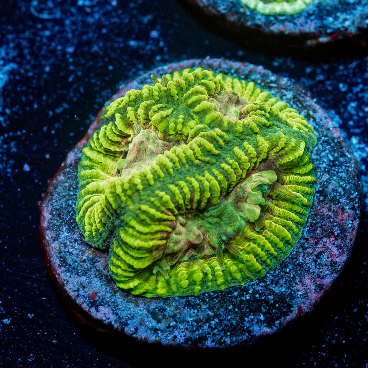 Hallucination Favia - riptide aquaculture llc