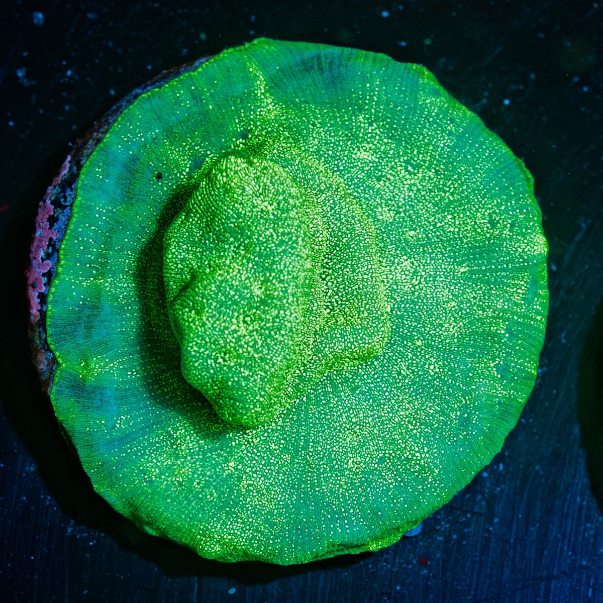 Green Lantern Leptastrea - riptide aquaculture llc