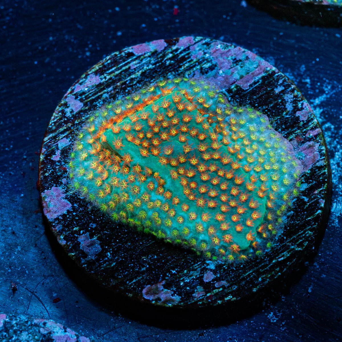 Close Encounter Stylostinellia - riptide aquaculture llc