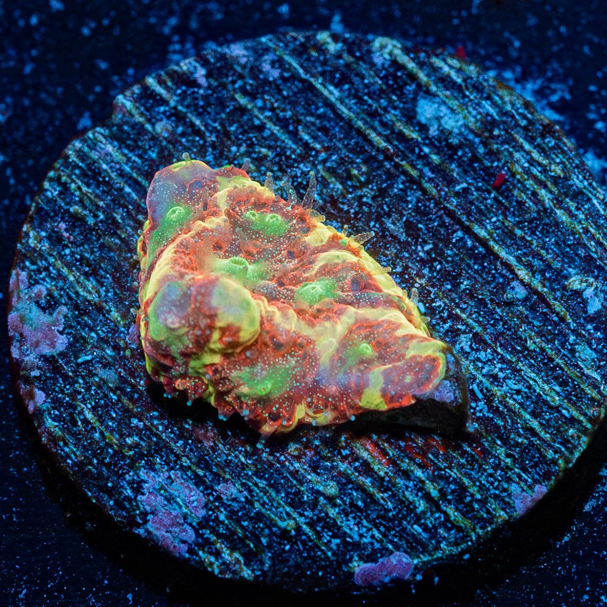 Conflict Diamonds Favites - riptide aquaculture llc