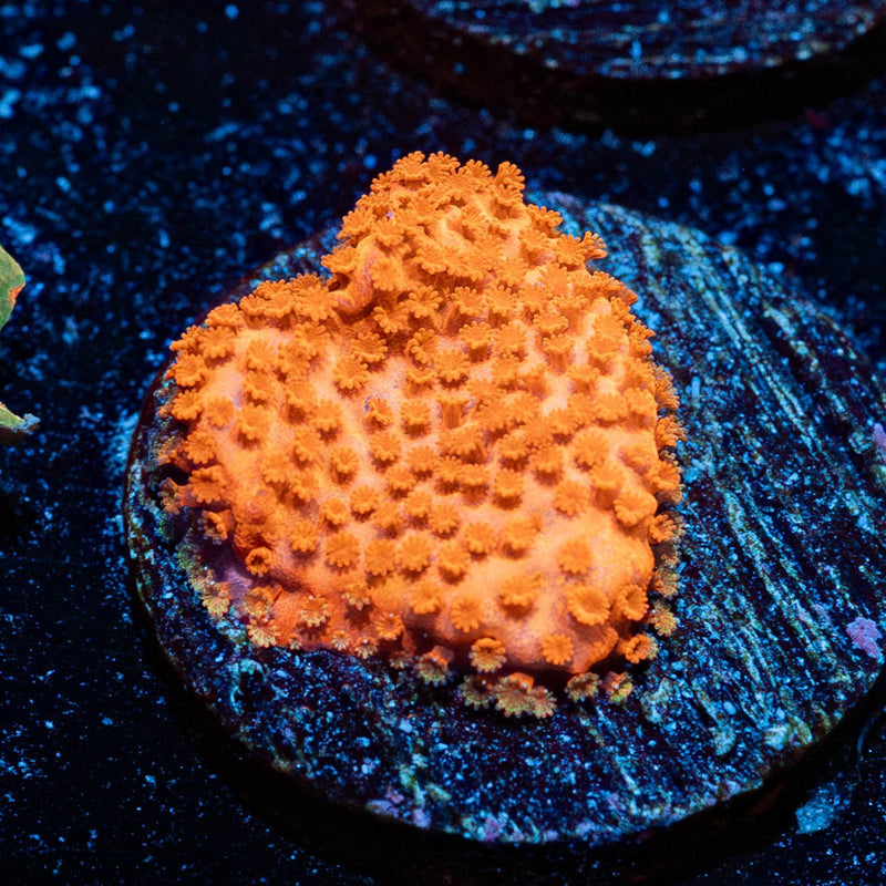 Mega Chrome Montipora