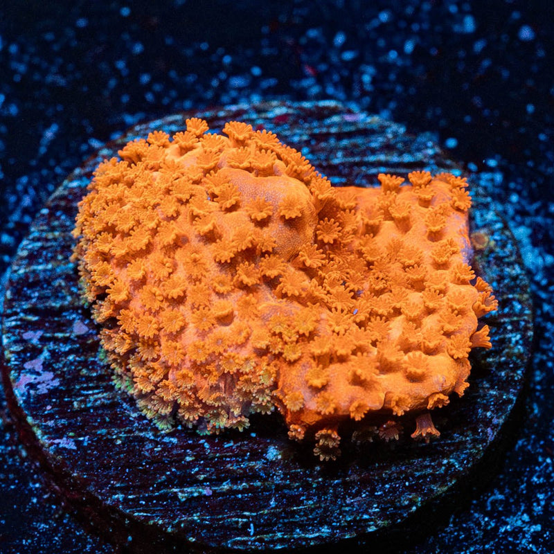 Mega Chrome Montipora