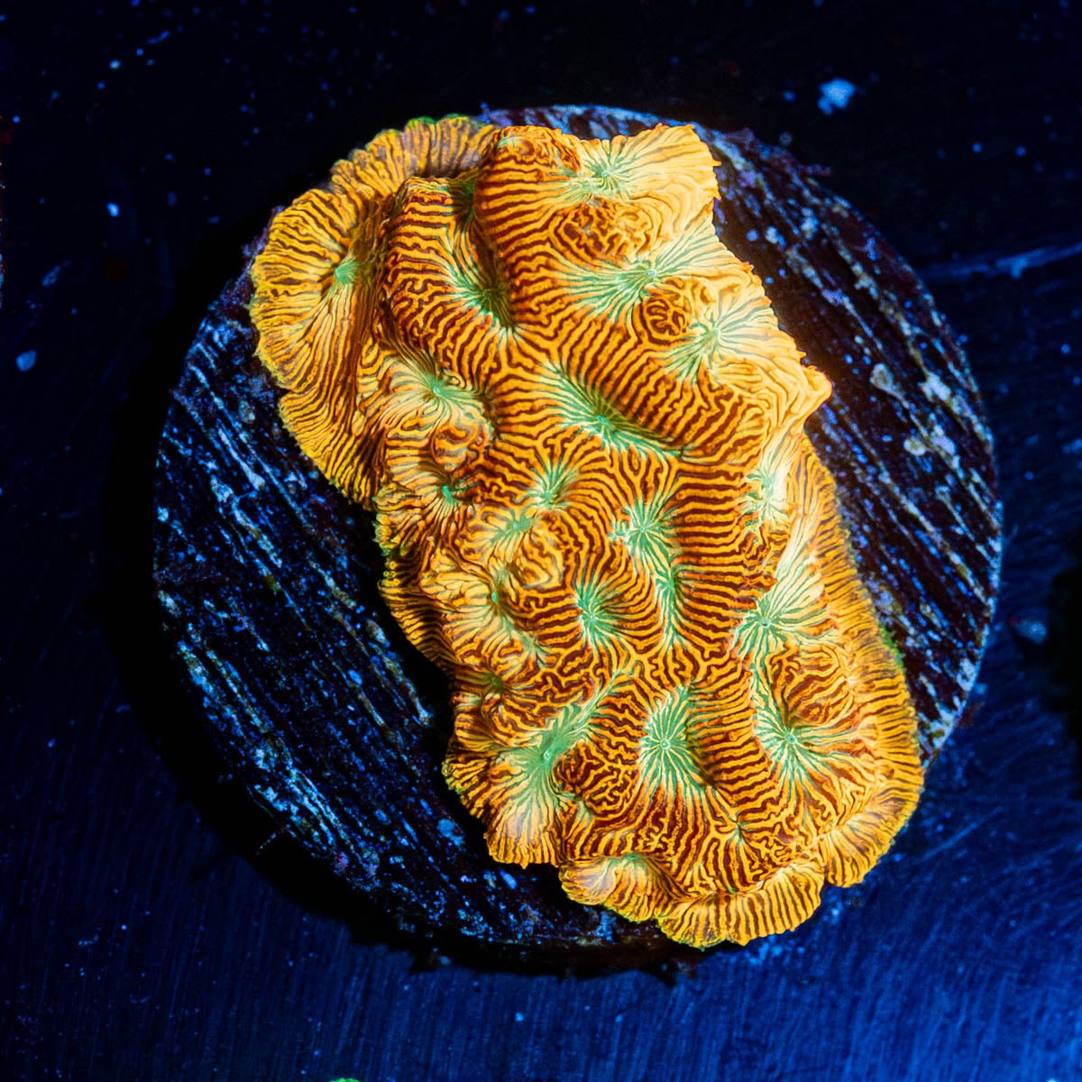 Jack - o - Lantern Lepto - riptide aquaculture llc