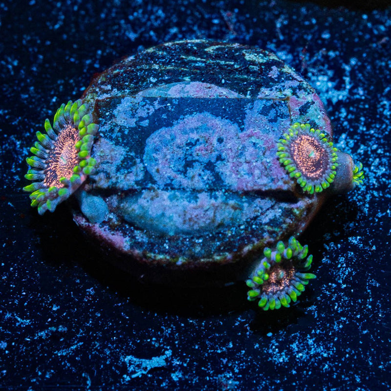 Space Jams Zoanthid