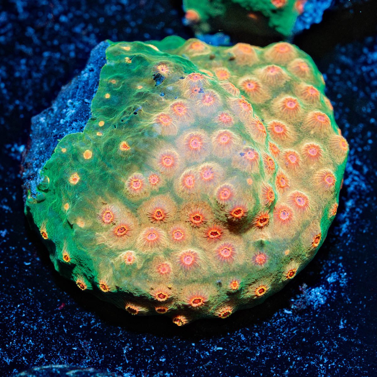 Defcon Cypreastrea - riptide aquaculture llc