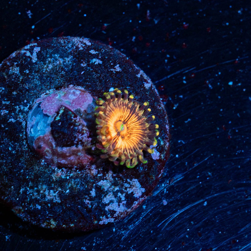 Aztec Warrior Zoanthid