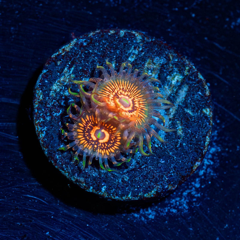 Aztec Warrior Zoanthid