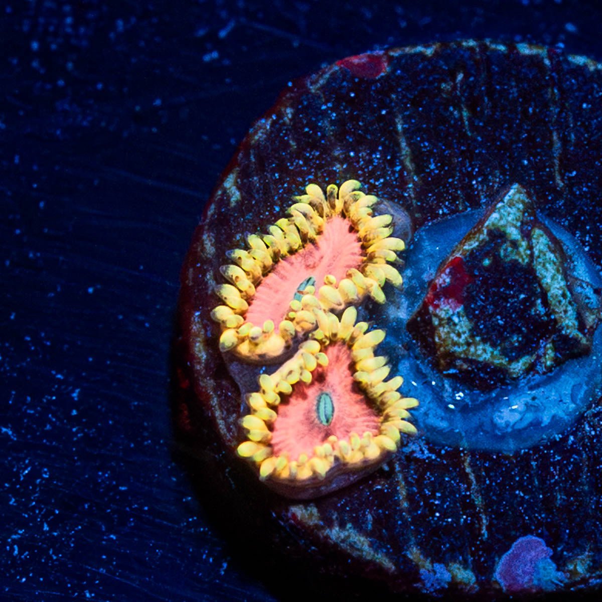 Pink Diamond Zoanthid - riptide aquaculture llc