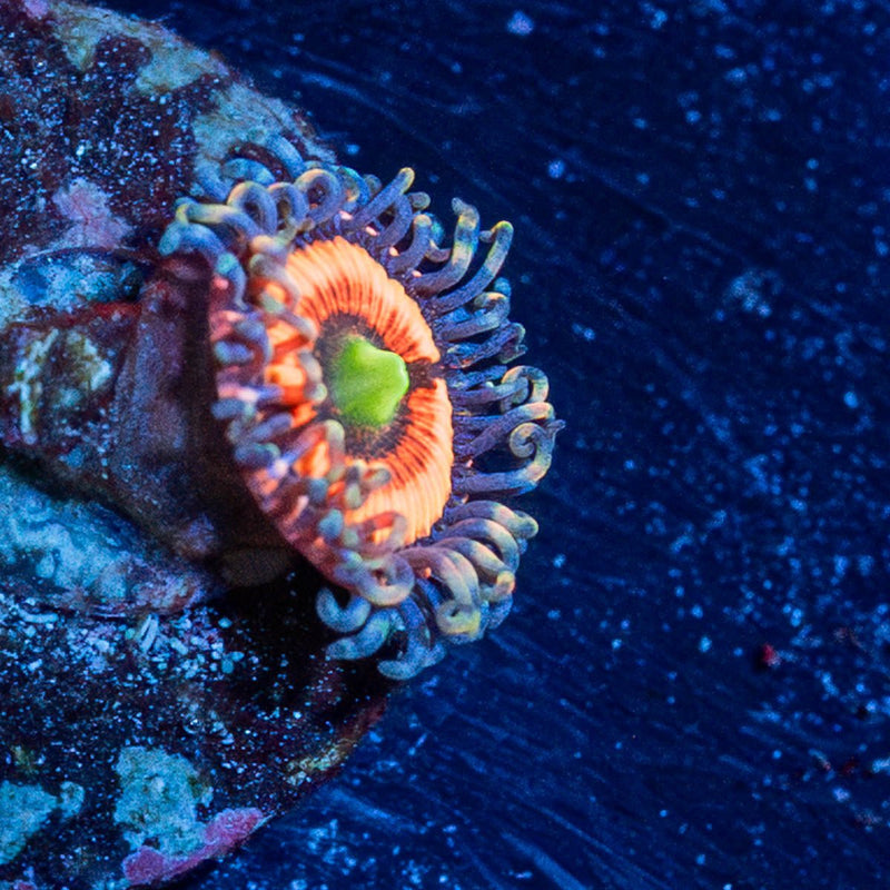 Gobstopper Zoanthid