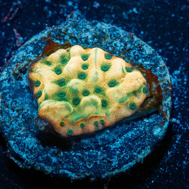 Beach bum Montipora