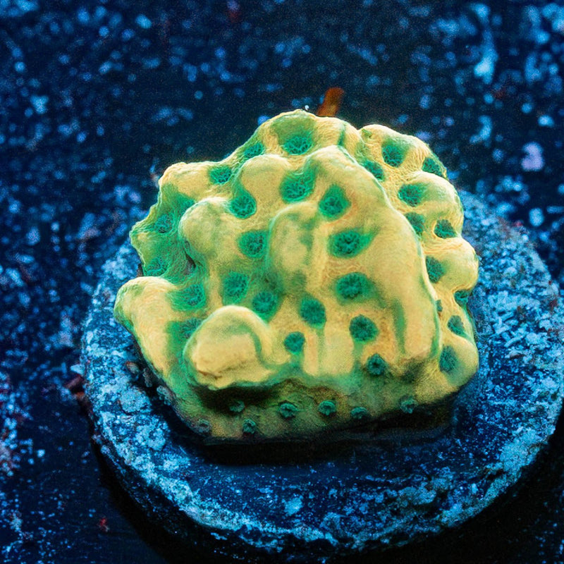 Beach bum Montipora