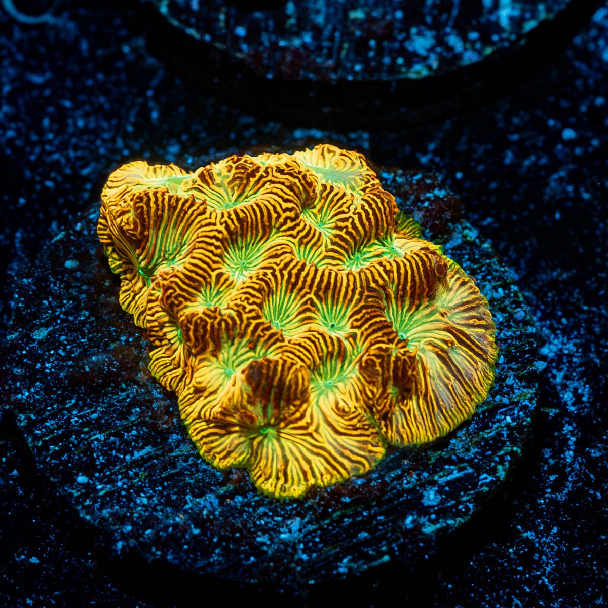 Jack - o - Lantern Lepto - riptide aquaculture llc