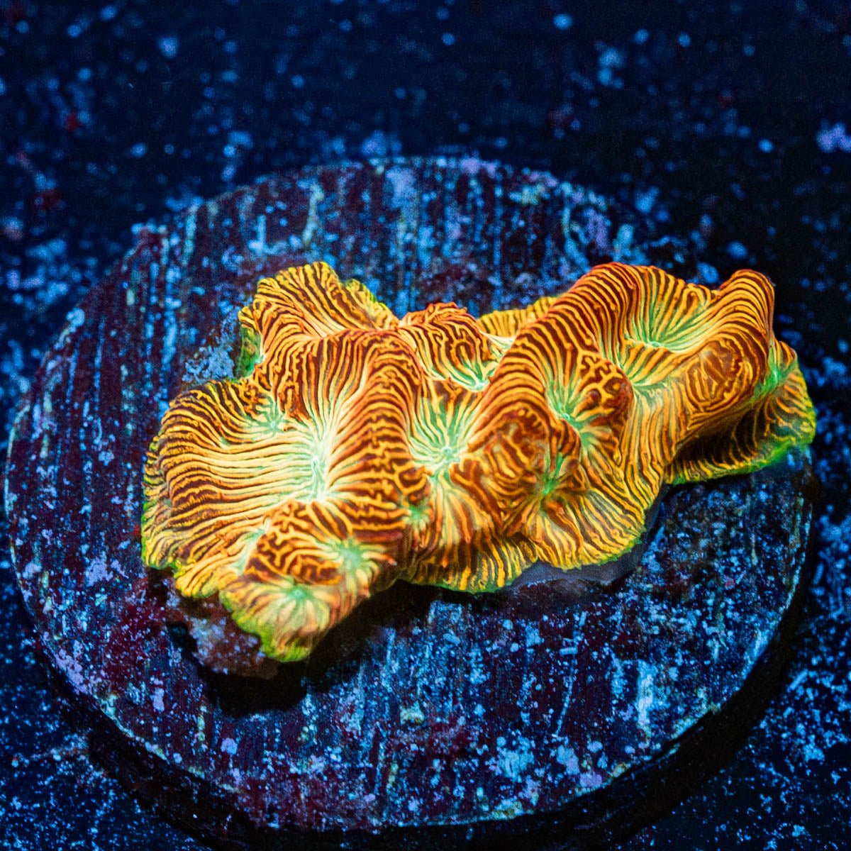 Jack - o - Lantern Lepto - riptide aquaculture llc