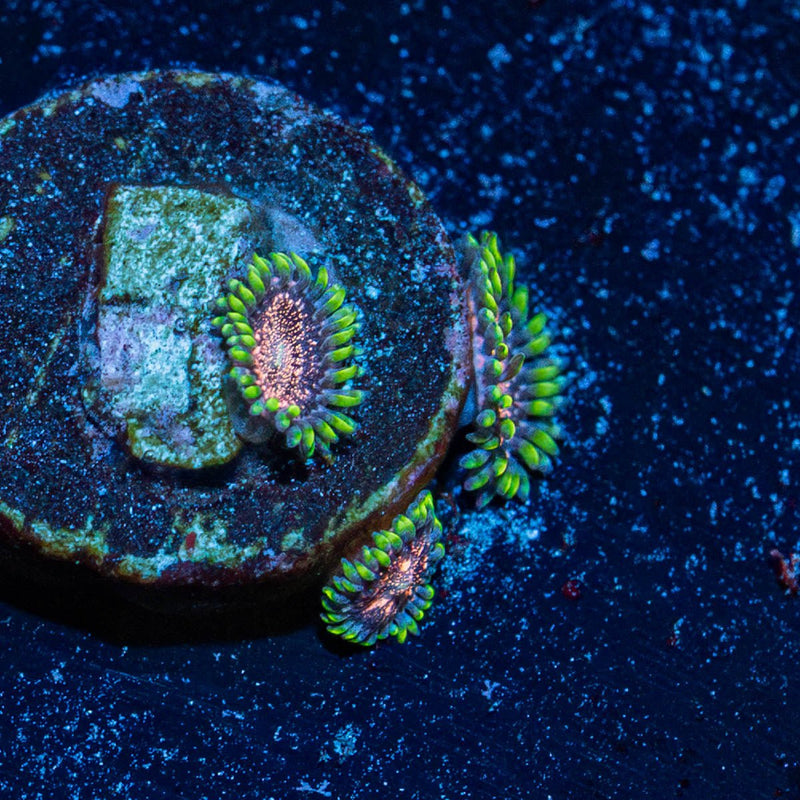 Space Jams Zoanthid