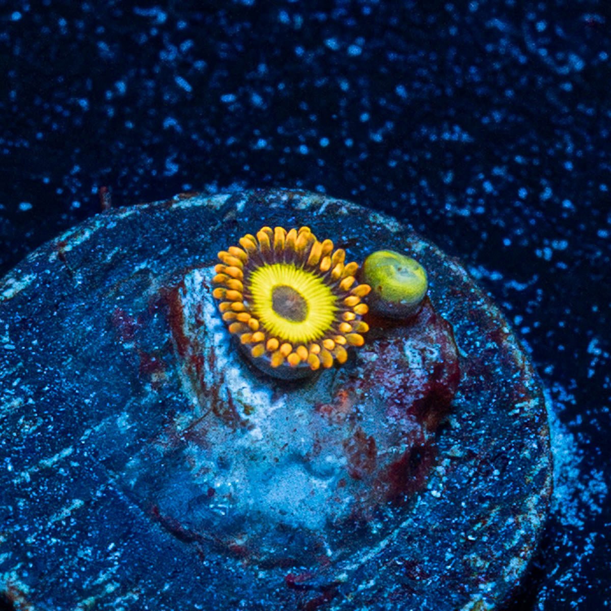 Fruit Loop Zoanthid - riptide aquaculture llc